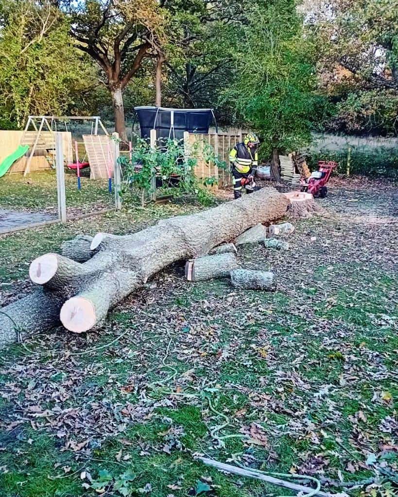 This is a tree laying on the ground of a garden that has just been felled by the operatives from Fordham Tree Surgeons
