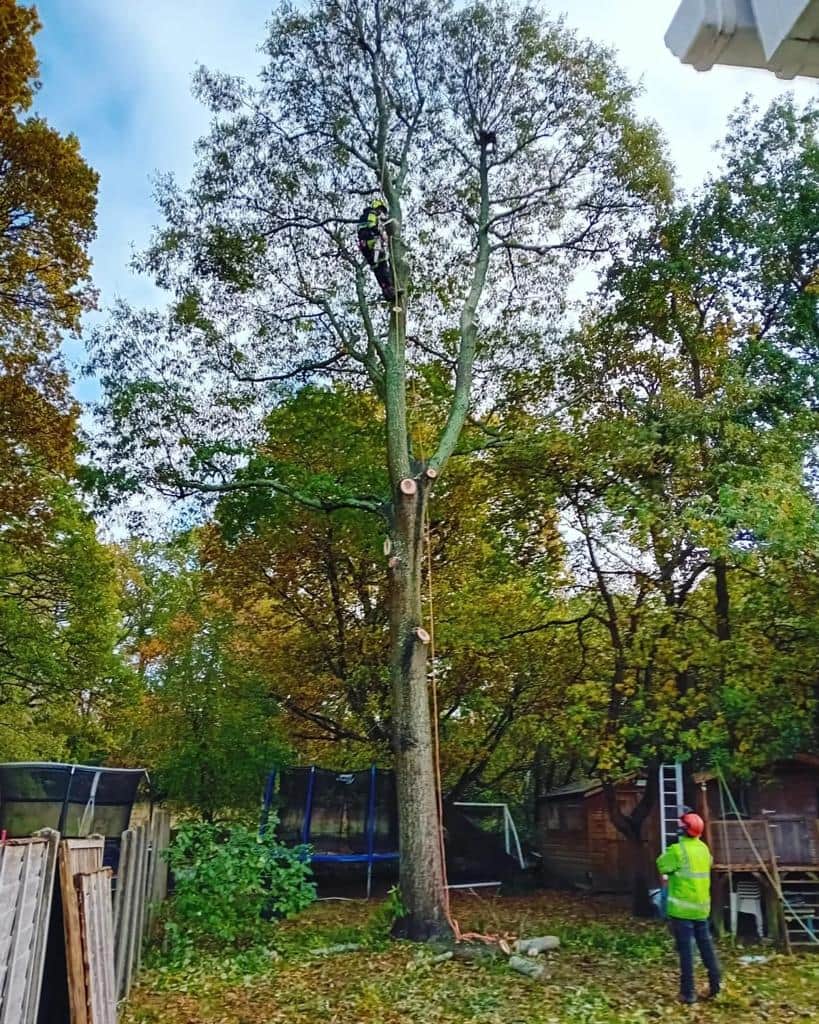 This is a photo of a tree being pruned, there is a man up the tree cutting a section of it down while another man is standing in the garden of the property where the tree is located overseeing the work. Works carried out by Fordham Tree Surgeons