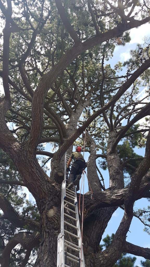 This is a photo of a very large tree with a ladder resting on it and an operative from Fordham Tree Surgeons climbing up it to carry out tree surgery